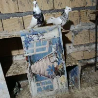 طوقی شادگان|پرنده|شادگان, |دیوار