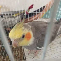 عروس هلندی نرسخنگو