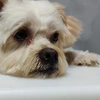 اصلاح حیوانات خانگی(سگ و گربه)