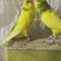 مرغ عشق نر و مادە