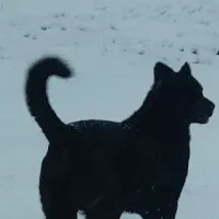 واگذاری سگ نگهبان و گله ای سرابی سه ساله