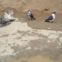 کبوتر ماده تهرانی پرشی