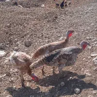 بوقلمون یکساله|حیوانات مزرعه|ماهیدشت, |دیوار