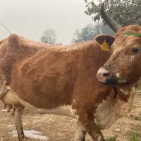 گاو و گوساله نر چالوسی|حیوانات مزرعه|رشت, سلیمانداراب|دیوار