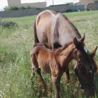 اسب مادیون بنام صنم