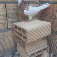 کبوتر طوقی هفت رنگ