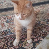 گربه|گربه|مراغه, |دیوار