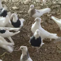 فروش۳۷عددطوقی هم به صورت عمده هم تکی عمده ۵۰۰