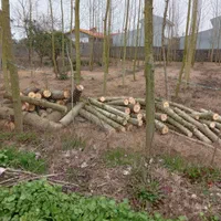 قطع درخت و درختچه در منازل و باغها