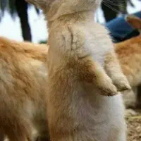 فروش دو عدد خرگوش بازیگوش