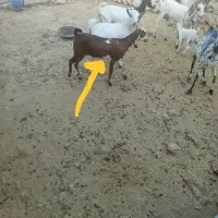 کهره ماده چاق|حیوانات مزرعه|بندرعباس, |دیوار