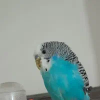 مرغ عشق نر|پرنده|لنجان, |دیوار