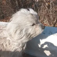 سگ پاکوتاه|سگ|محمدشهر, محمدشهر|دیوار