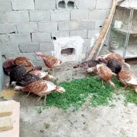 ۱۲عددبوقلمون برنزوبوربون.ملارد