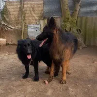 سگ ژرمن شولاین هاسکی مالاموت پیت بول|سگ|رشت, گلسار|دیوار