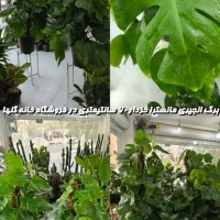 برگ انجیری مانسترا خزدار|گل و گیاه طبیعی|بندرعباس, |دیوار