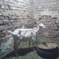 بز سانن با بزغاله ماده