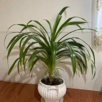 گل پاندانوس