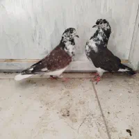 سینه باز|پرنده|سرپل ذهاب, |دیوار