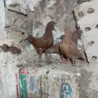 کفتر جفت گاه عطیقه