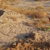 زمین کشاورزی