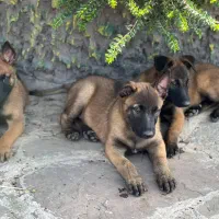 سگ ژرمن دو رنگ رکس پلیسی|سگ|کرج, مهرویلا جنوبی|دیوار