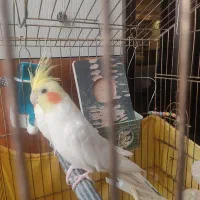عروس هلندی سخنگو