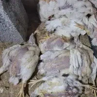 تلفات مرغ غذای سگ