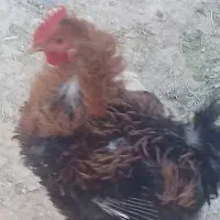 فروش تخم نطفه دار بوقلمون و غاز و مرغ|حیوانات مزرعه|دزفول, |دیوار