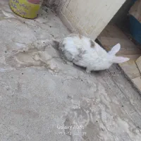 خرگوش ماده سالم سرحال|موش و خرگوش|تربت جام, مطهری|دیوار