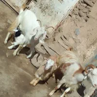 بز ۳شیر و بره نره وما
