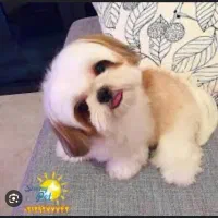 سگ بامزه خانگی|سگ|شیراز, تاچارا|دیوار