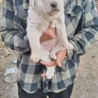 توله سگ عراقی سرابی