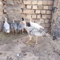 ۷عدد جوجه بوقلمون ۴۰روزه دونه ۷۰۰