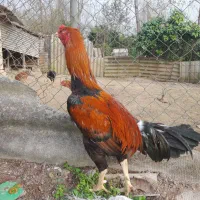 خروس لاری|حیوانات مزرعه|لنگرود, |دیوار