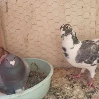 کفتر|پرنده|مشهد, تبادکان|دیوار