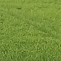 بذر گندم آزادگان