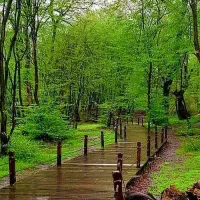 همسفرشمال رشت