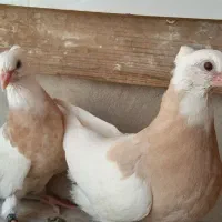 کبوتر جفت جوجه طوقی . خرقه.  سینه ای نر و ماده|پرنده|اصفهان, پروین|دیوار