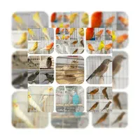 پرنده. سرای رضاخانی.قناری.گلبسر.عروس هلندی