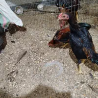 فروش خروس و مرغ لاری اشامو آلمانی و کوشامو