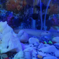 ماهی گوشت خوار آکواریوم