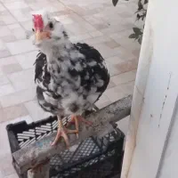 تعدادی مرغ خروس گلین|حیوانات مزرعه|سرپل ذهاب, |دیوار