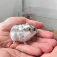 همستر (نژاد مینیاتوری)|موش و خرگوش|تهران, حکیمیه|دیوار