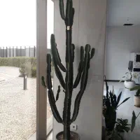 گلدان آفربیا اینجنس(کاکتوس)