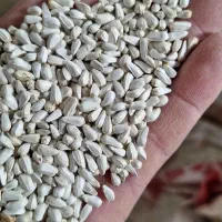 بذر گلرنگ محلی اصفهان بوجاری شده