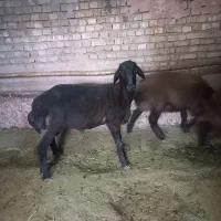 بره نر هترو