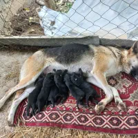 ژرمن ماده|سگ|رشت, لاکان|دیوار