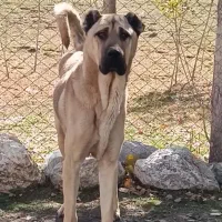 سگ سرابی خاص