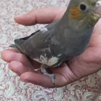 جوجه عروس هلندی|پرنده|قوچان, |دیوار
